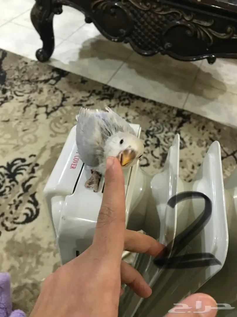 فروخ روز غر مشروع هددد (image 1)