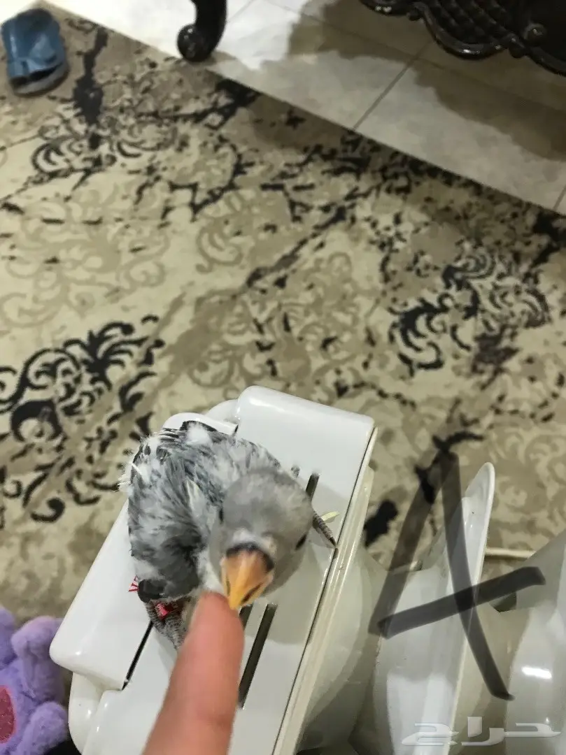 فروخ روز غر مشروع هددد (image 3)