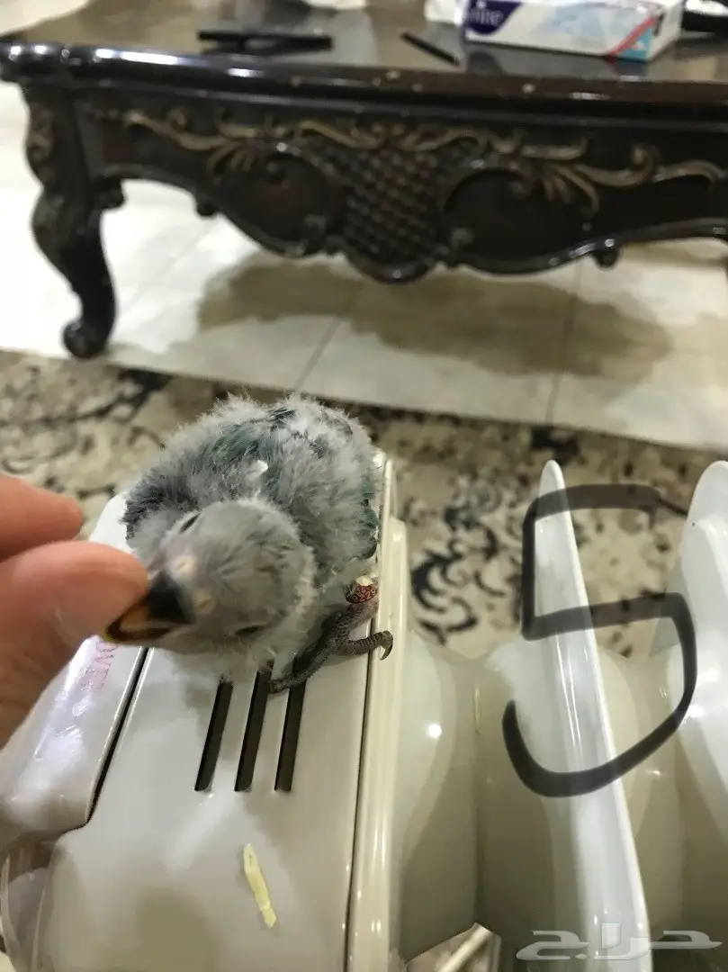 فروخ روز غر مشروع هددد (image 4)