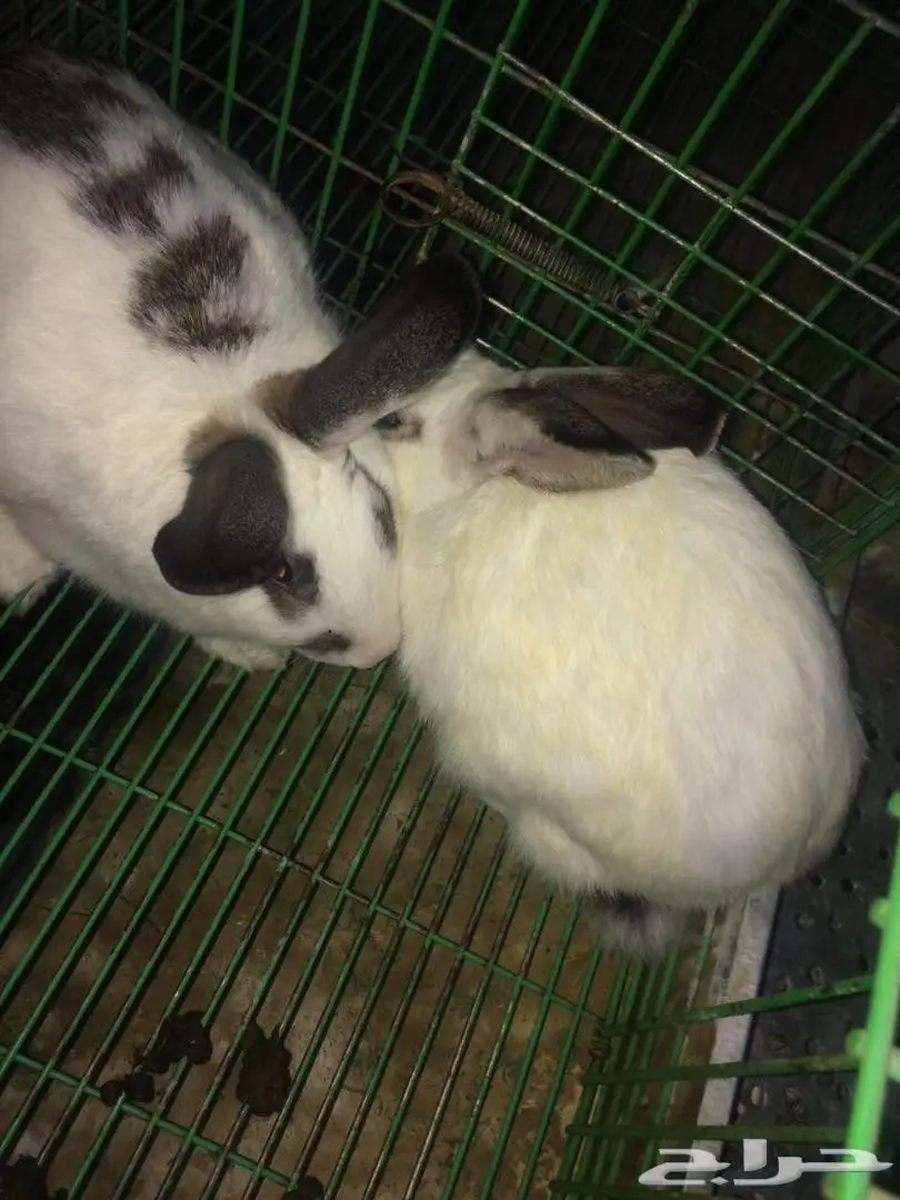 ارانب للبيع  (image 3)