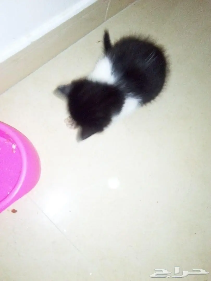 ذكور شيرازي شعر كثيف  300 ربال 