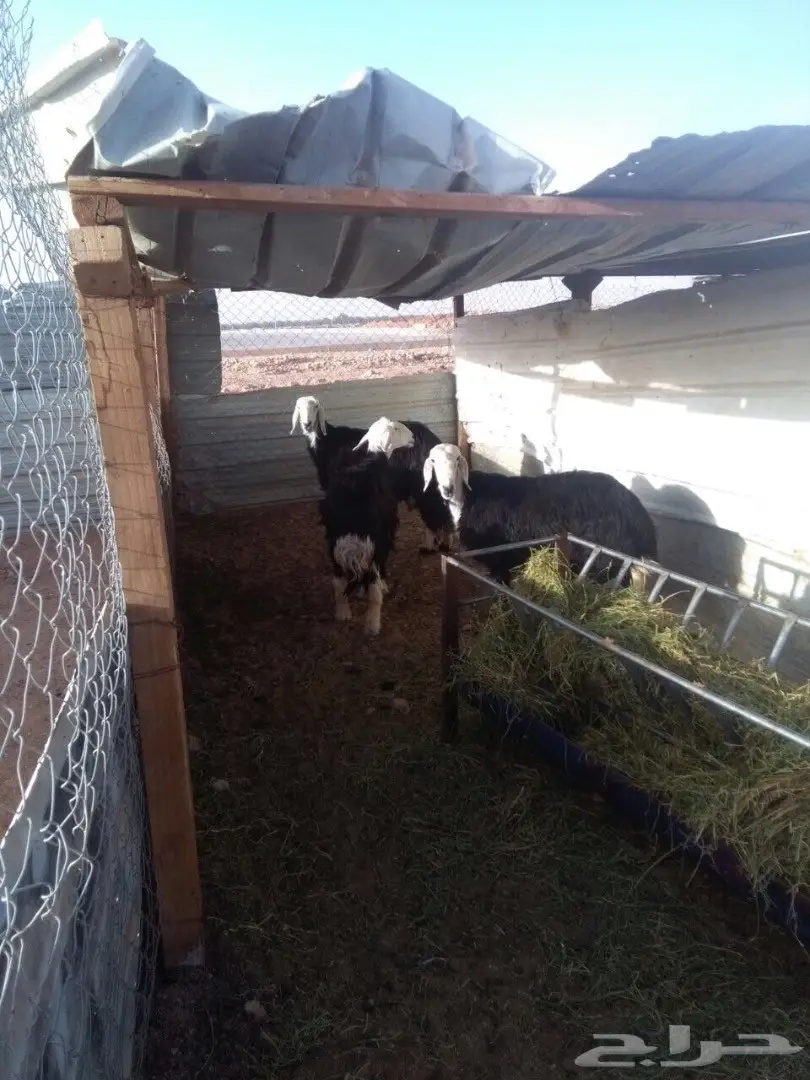 ضان نجد العدد 3 (image 2)