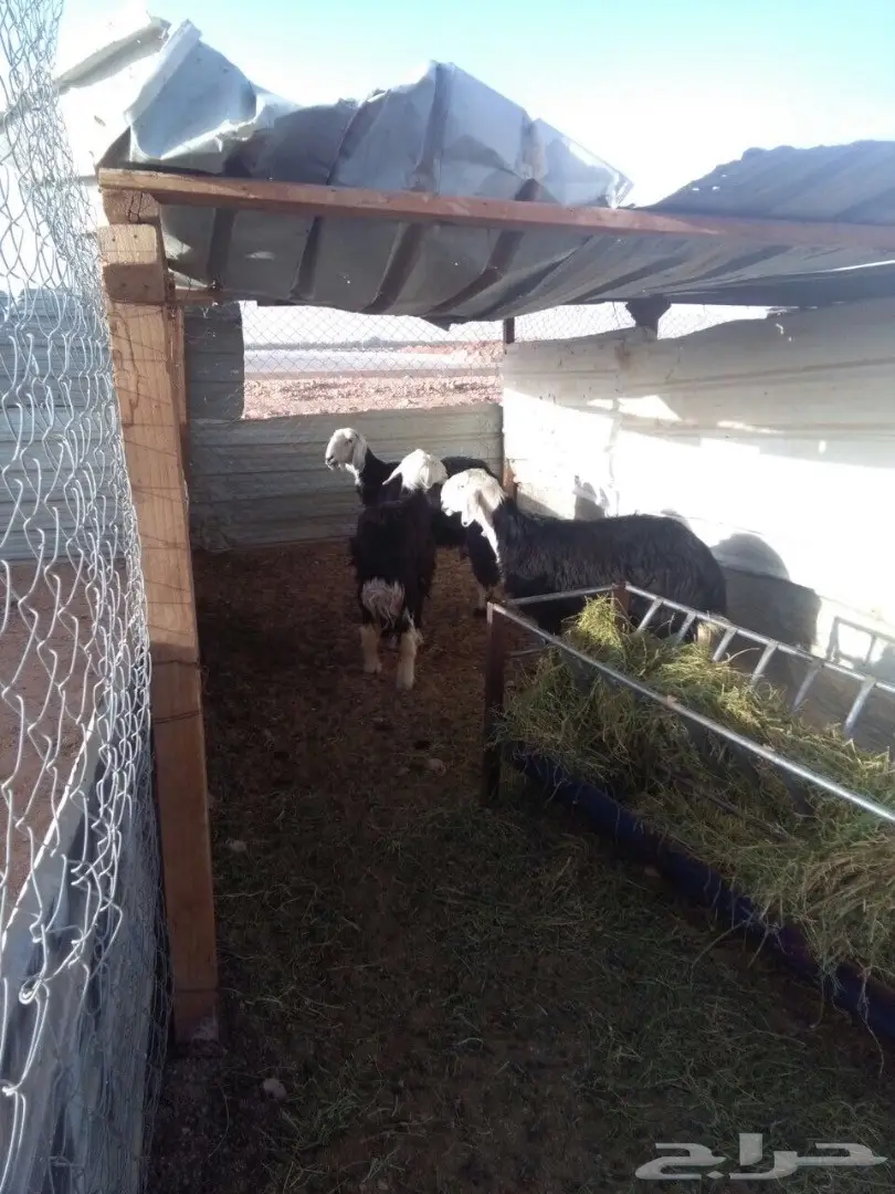 ضان نجد العدد 3 (image 3)