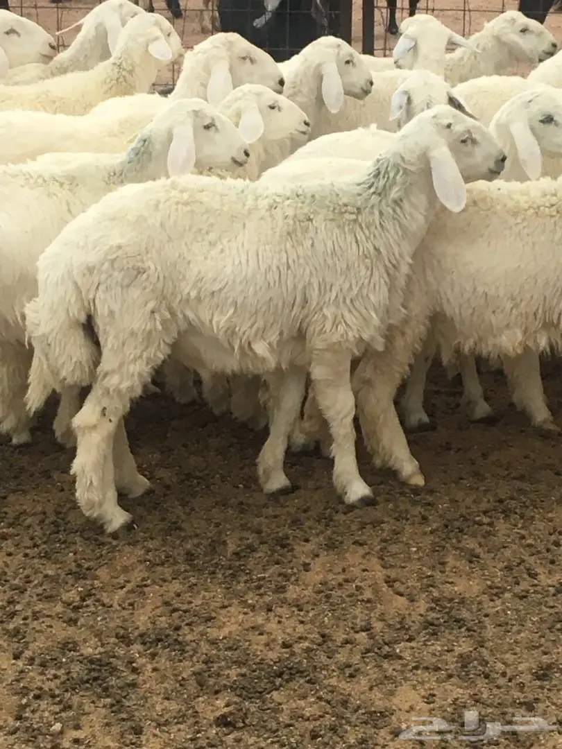 ذبايح حريه طيبه ونظيفه مع الذبح والتوصيل