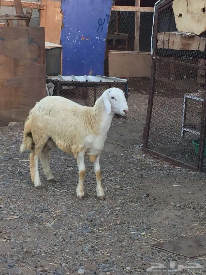 فحل مشروط العمر - فرصة لا تُفوّت!