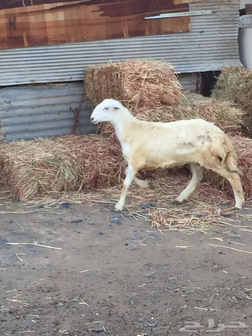 فحل مشروط العمر - فرصة لا تُفوّت! (image 5)