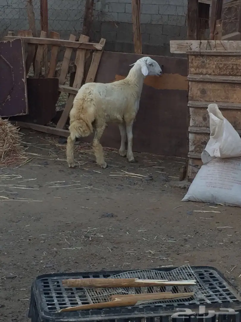 فحل مشروط العمر - فرصة لا تُفوّت! (image 6)