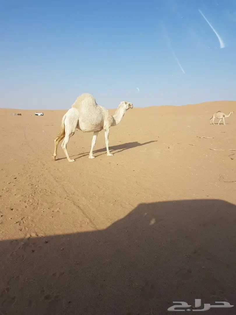 10 مغاتير للبيع منوه القناي (image 1)