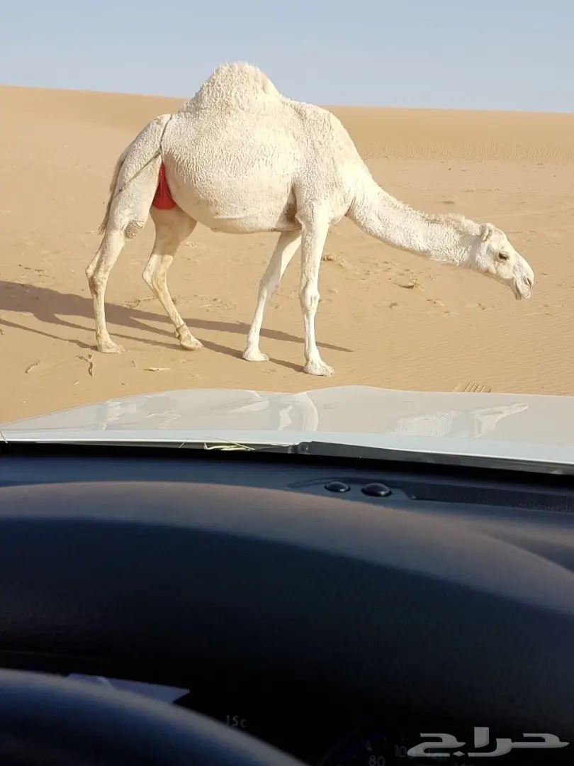 10 مغاتير للبيع منوه القناي (image 2)