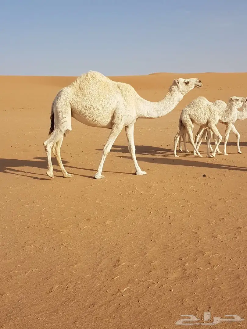 10 مغاتير للبيع منوه القناي (image 4)