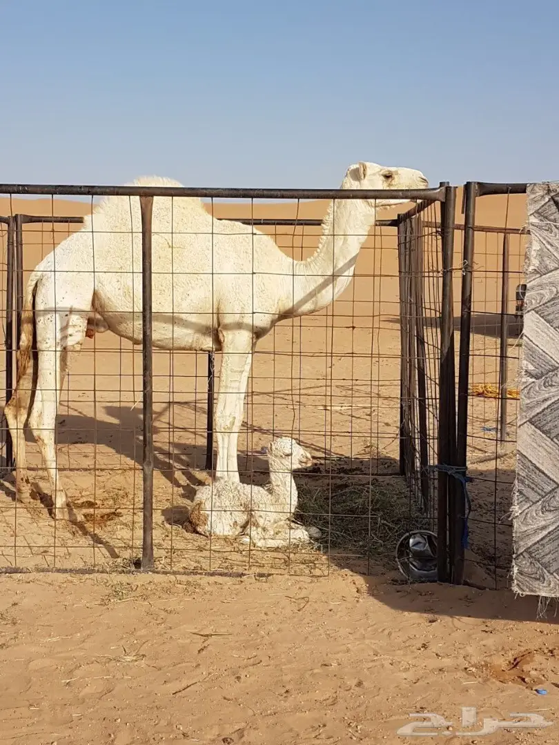 10 مغاتير للبيع منوه القناي (image 5)