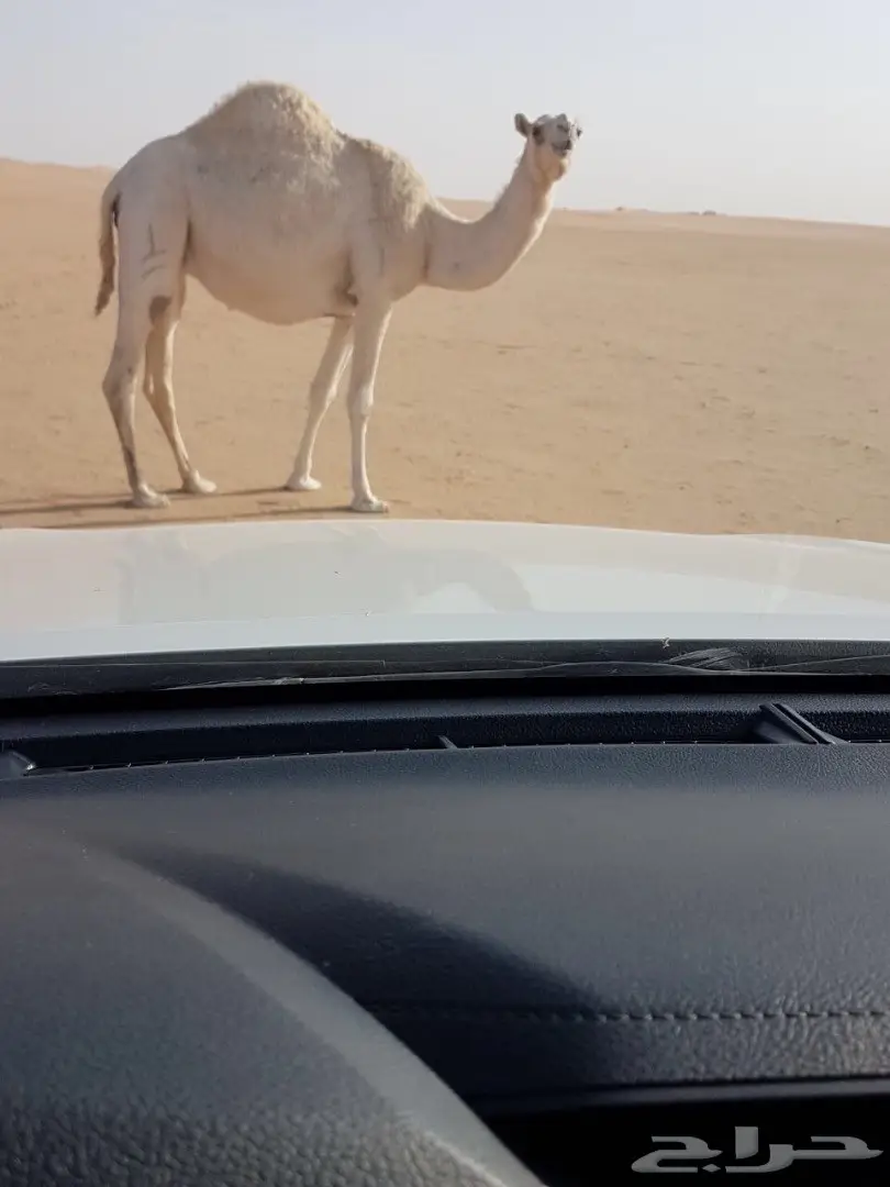 10 مغاتير للبيع منوه القناي (image 6)