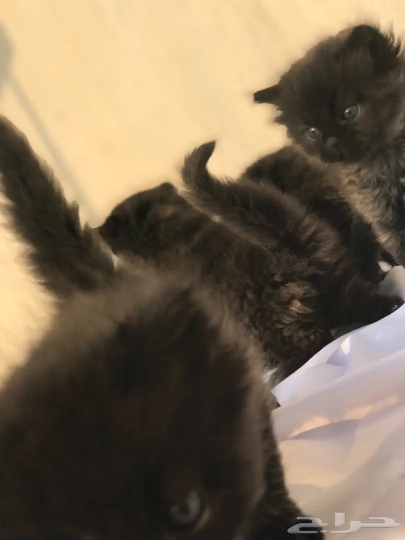 قطط للبيع (image 1)