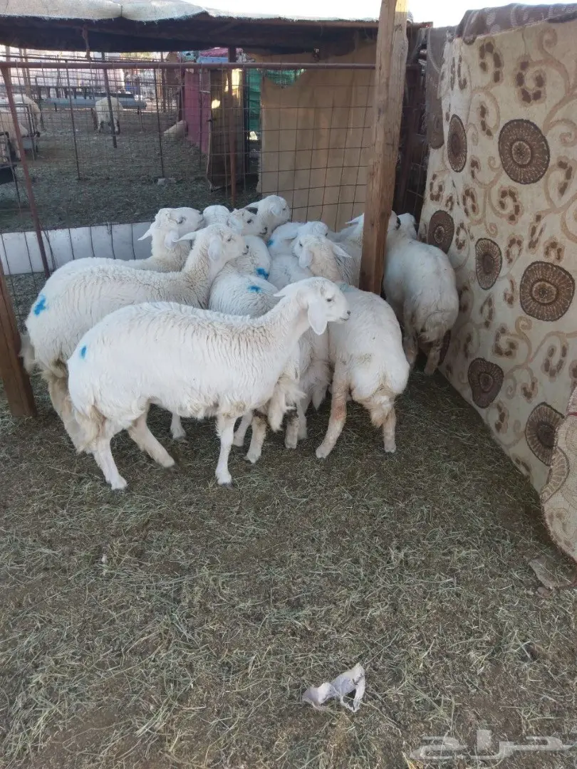 ذبايح حريه بسعار منافسه 