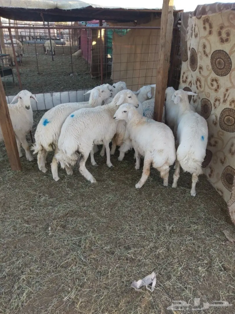 ذبايح حريه بسعار منافسه  (image 1)