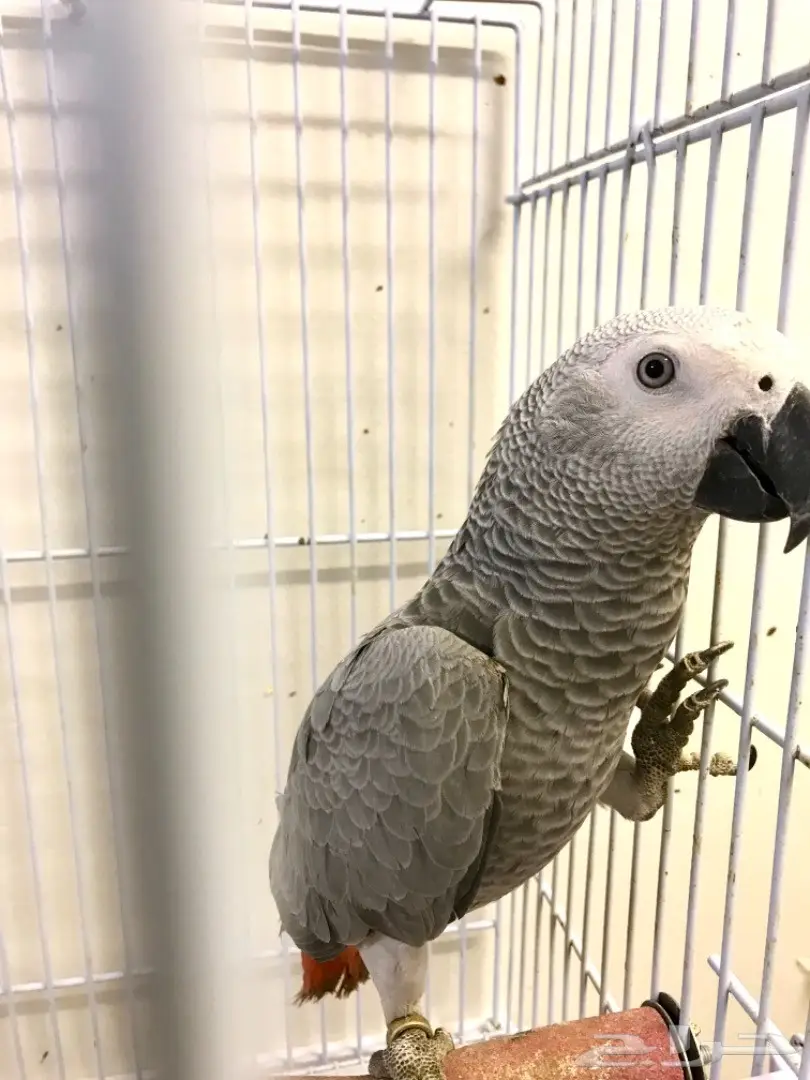 فرخ كاسكو هولندي  (image 3)