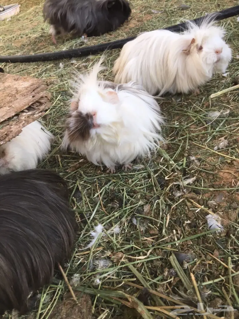 وبر وبران فرنسي (image 3)