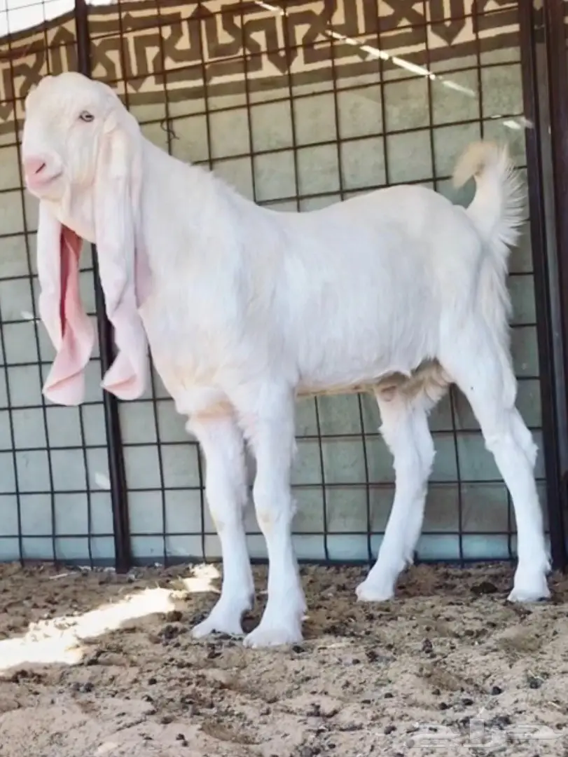 مشروع فحل كايف على الجارف (image 1)