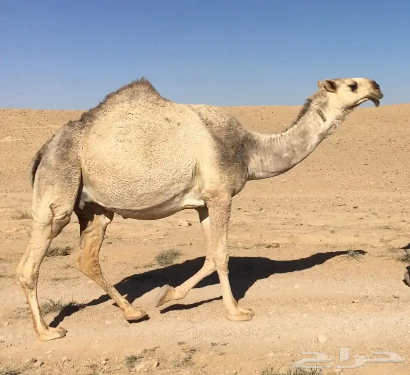 جذعة بتثني شقحا كفو مزاين  (image 1)