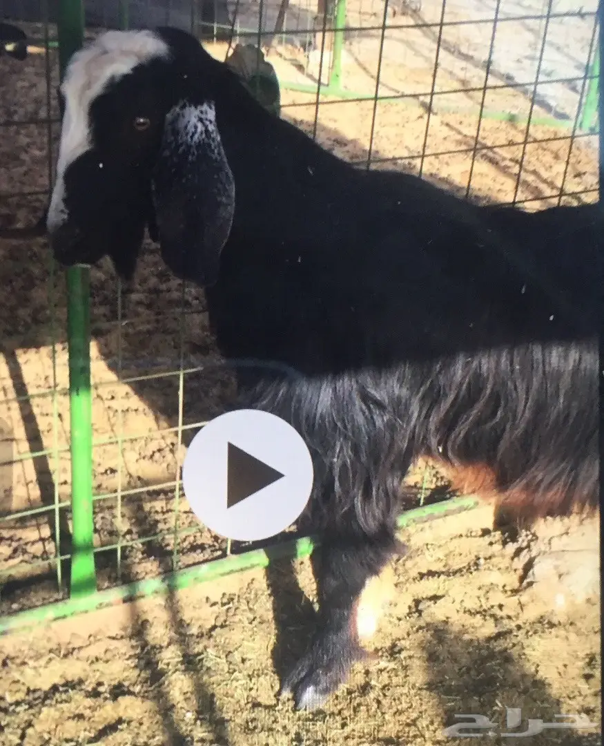 تيس فحل مشروك عارضي على مصري (image 1)