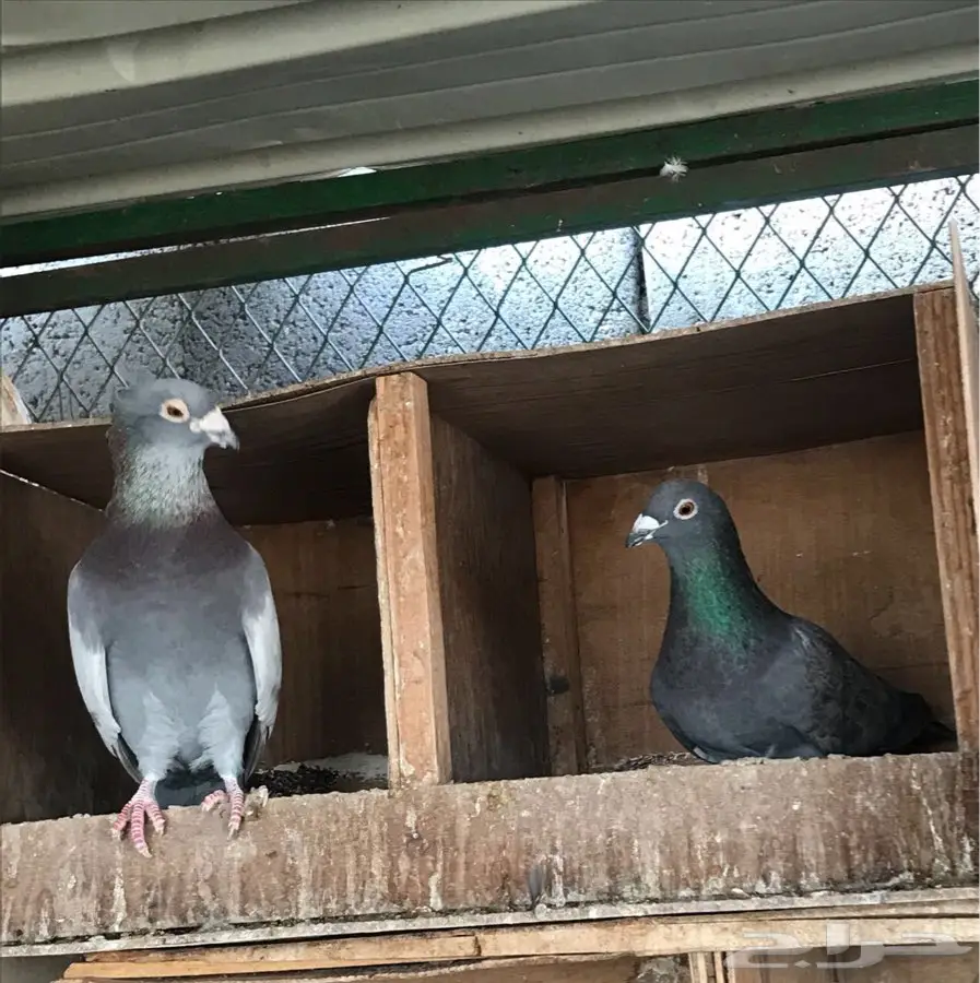 قَيْمَةٌ نادرة! فريد مميز من عائلة سباق (image 4)