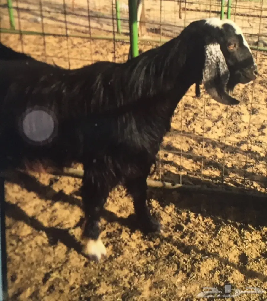 تيس فحل مشروك عارضي على مصري (image 2)