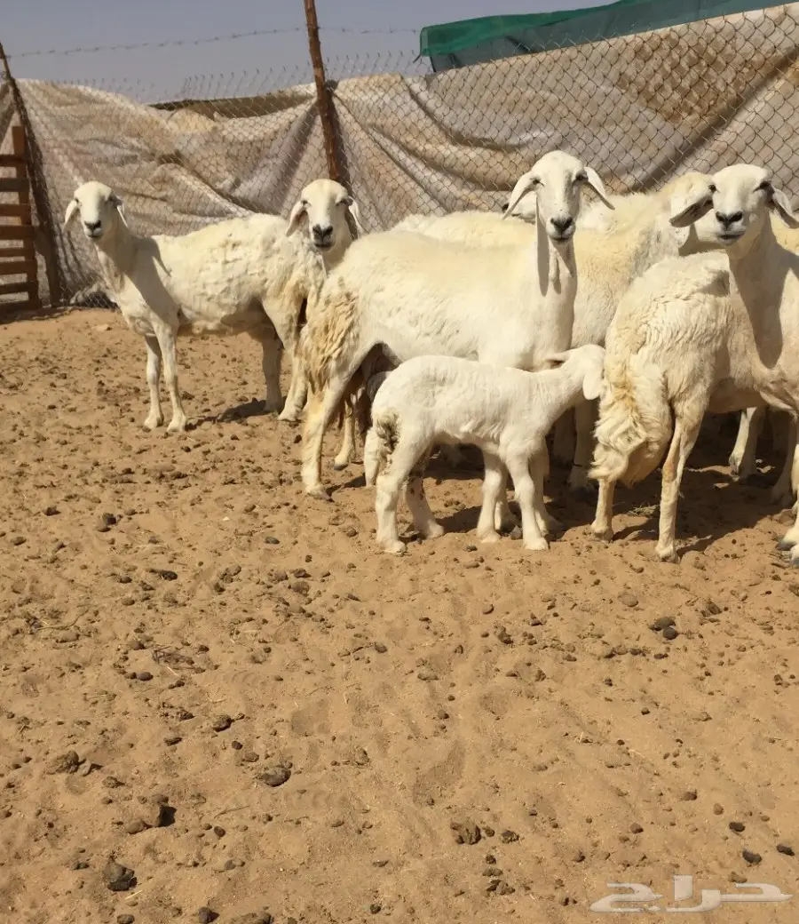 غنم حريات زينه11 تحتها7 (image 6)
