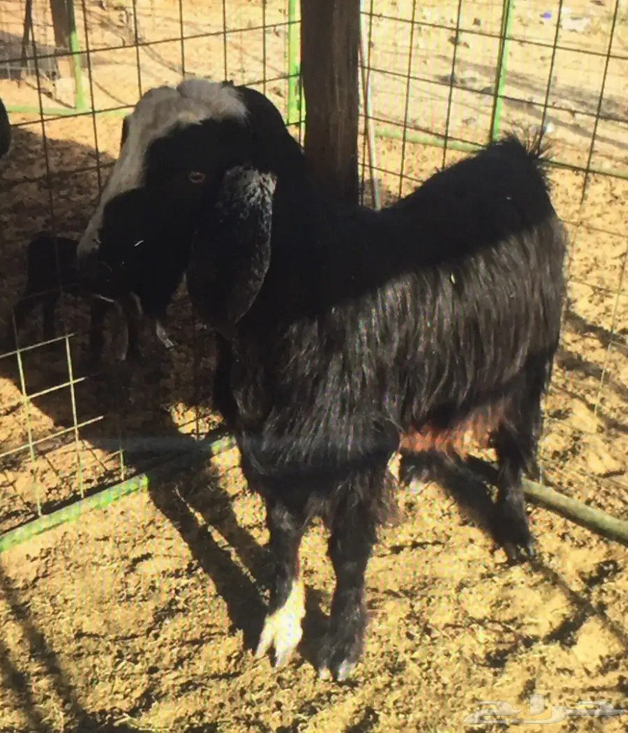 تيس فحل مشروك عارضي على مصري