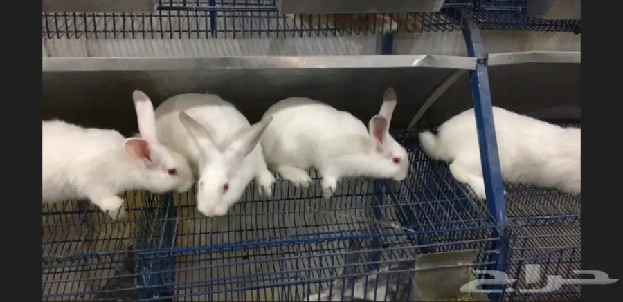 للبيع ارانب للتربية واللحم 