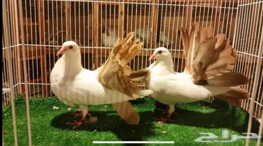 حمام رقاص (image 5)