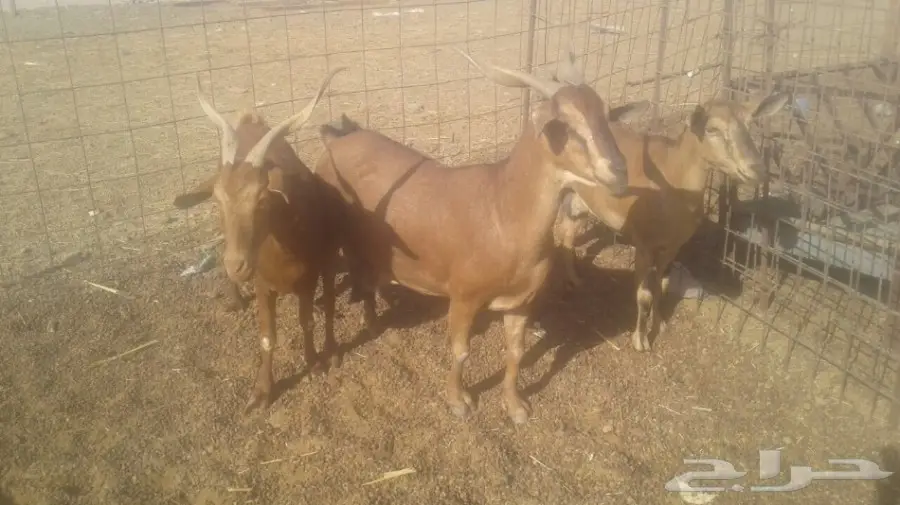 ماعز ممتاز - فرصة لا تعوّض! (image 2)