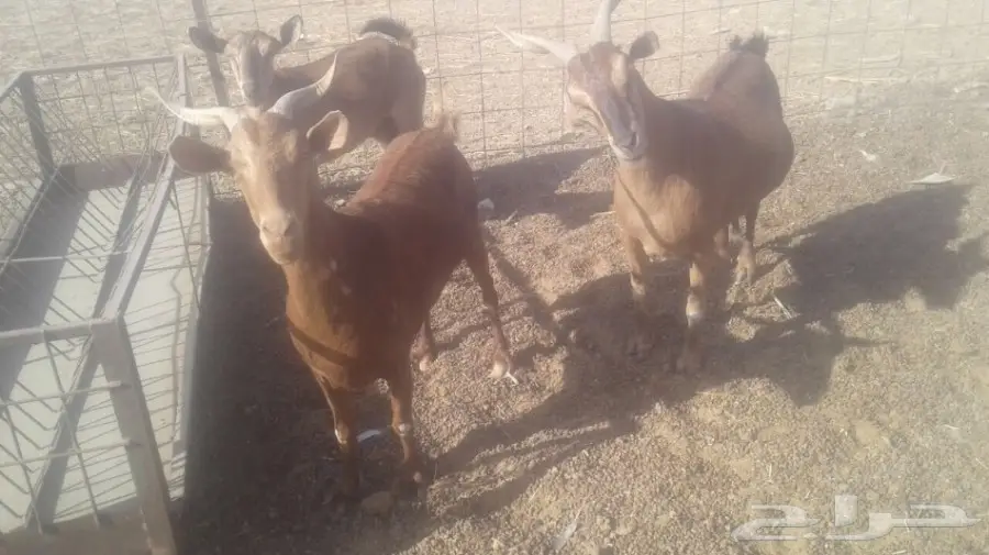 ماعز ممتاز - فرصة لا تعوّض! (image 3)