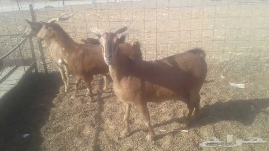 ماعز ممتاز - فرصة لا تعوّض! (image 4)