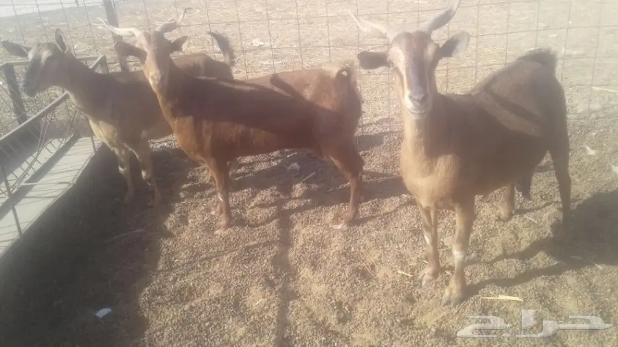 ماعز ممتاز - فرصة لا تعوّض! (image 5)