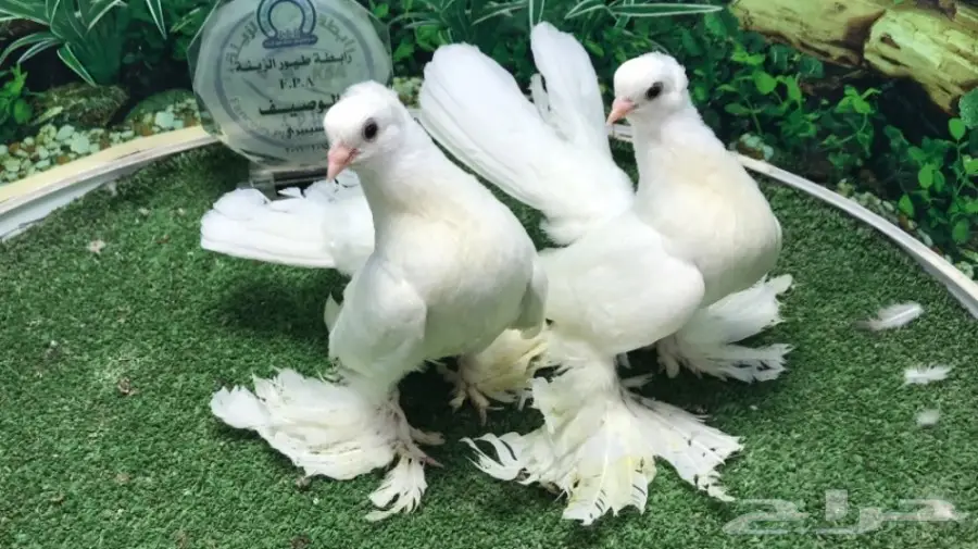 كرنقو ( سيبيري )  طبه مستوا ابطال (image 2)