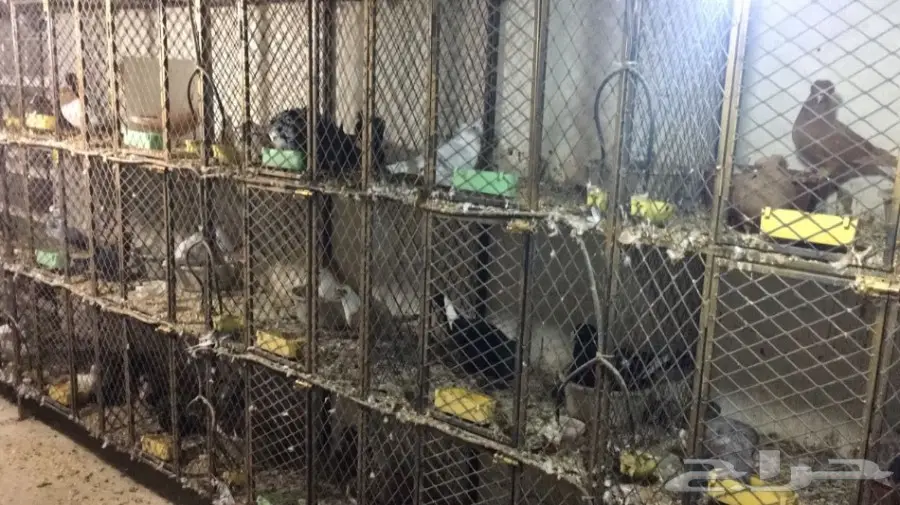 عشة  حمام ومحاكر  (image 4)