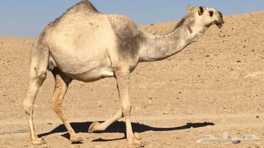 جذعة بتثني شقحا كفو مزاين  (image 2)