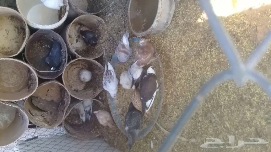 للبيع فروخ حمام 15 جوز بالذيبيه