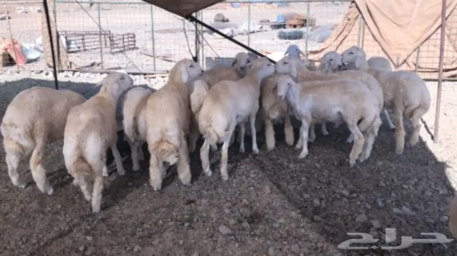 طليان كفو للبيع  (image 1)