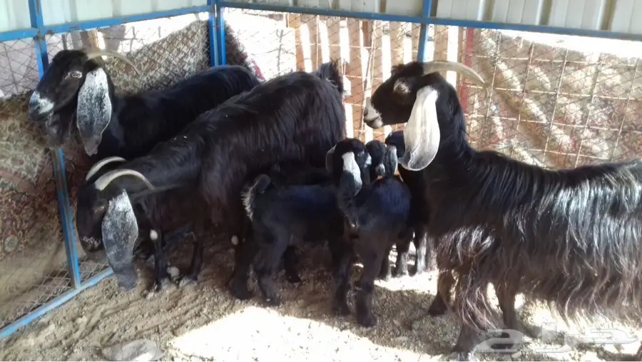 معزة عوارض مولدة