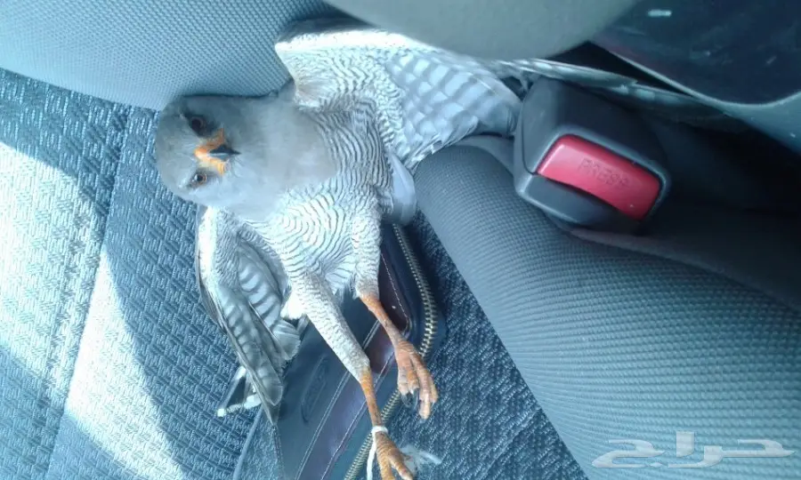 صقر شاهينه حر  