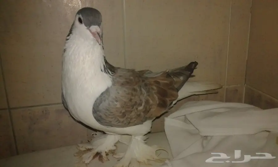 شيرازي تصفيه