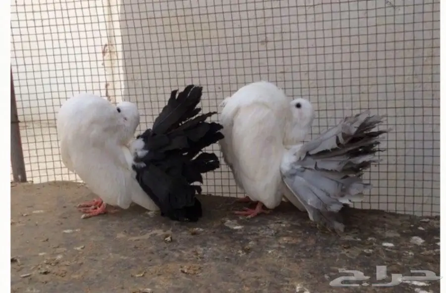 حمام رقاص (image 3)