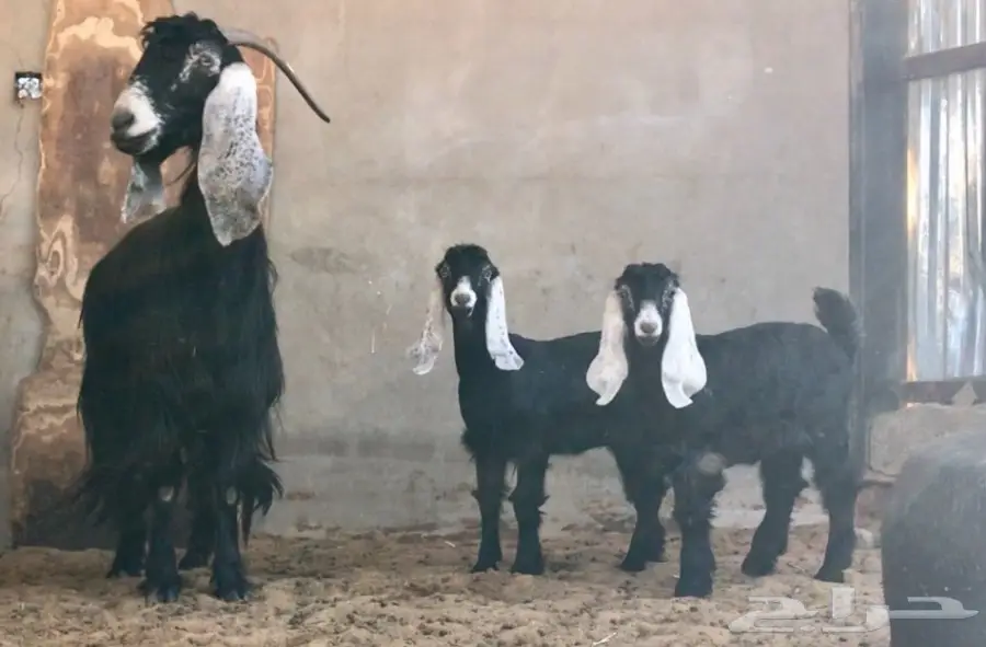 عنز تحتها جفرتين