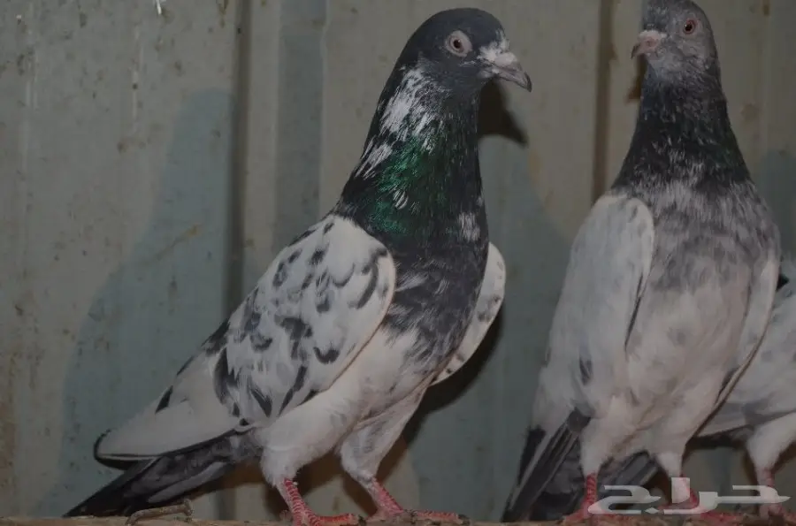 حمام باكستاني (image 1)