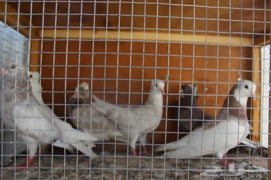 قطايف  (image 11)