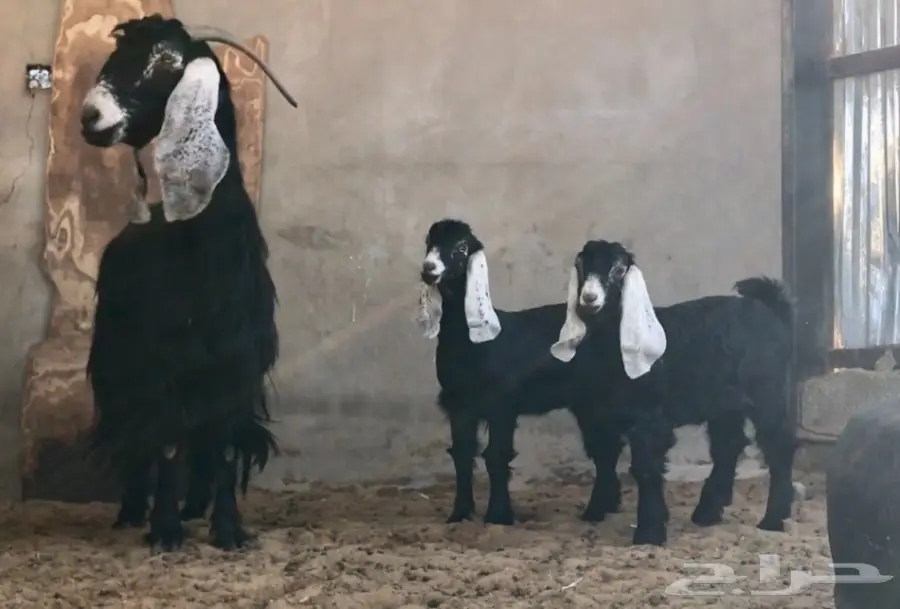 عنز تحتها جفرتين (image 1)