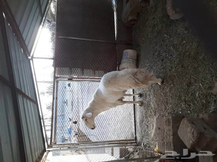 طلي فحل للبيع في بيشة (image 1)