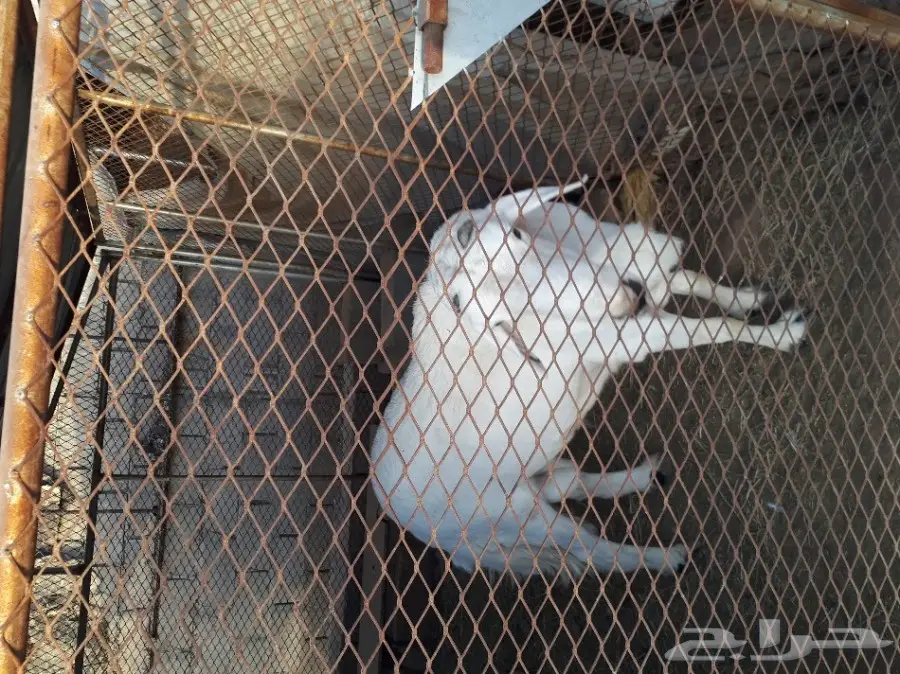 طلي فحل للبيع في بيشة (image 4)