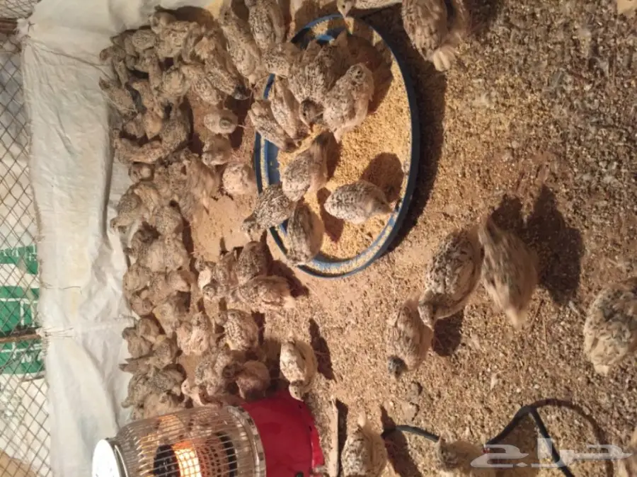 للبيع سمان فري عمر 25 يوم 